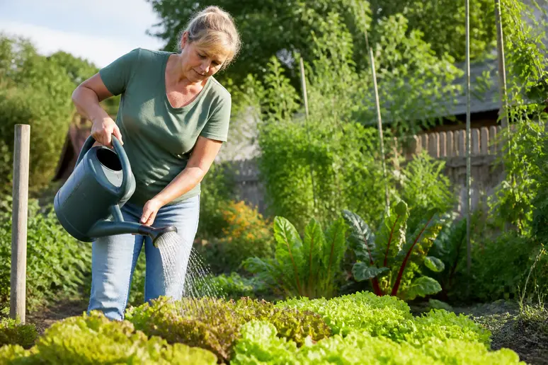 Frau gießt frischen Pflücksalat im eigenen Garten für reiche Ernte.