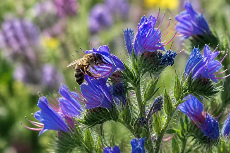Bienen sammeln Nektar von blühenden säckelblumen im sonnigen Garten, beweist die Bienenfreundlichkeit der Pflanze.