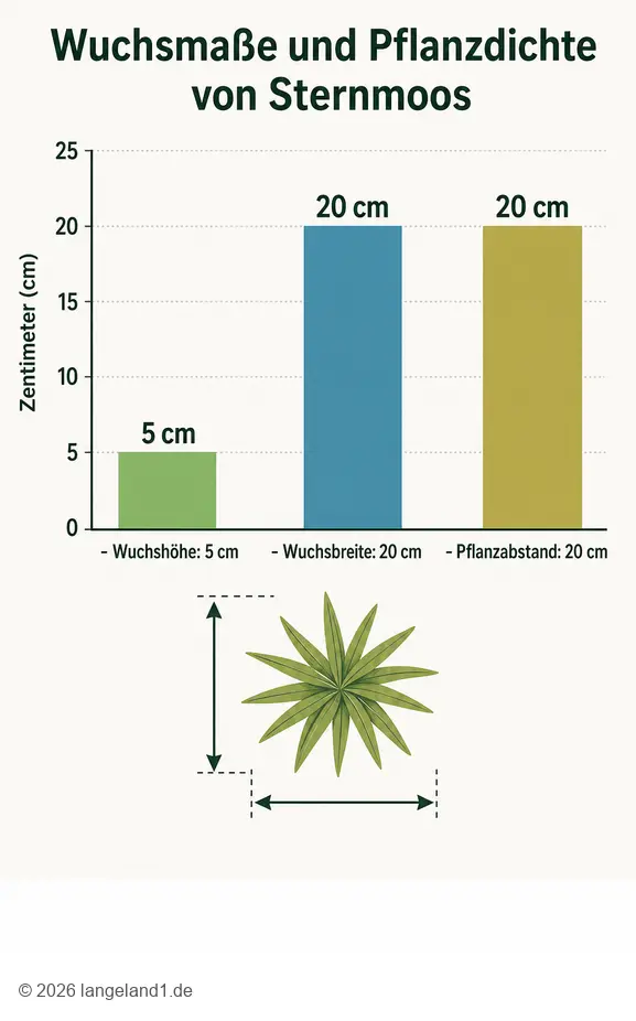 Infografik zu Sternmoos: Wuchshöhe, Wuchsbreite und Pflanzabstand des pflegeleichten Bodendeckers.