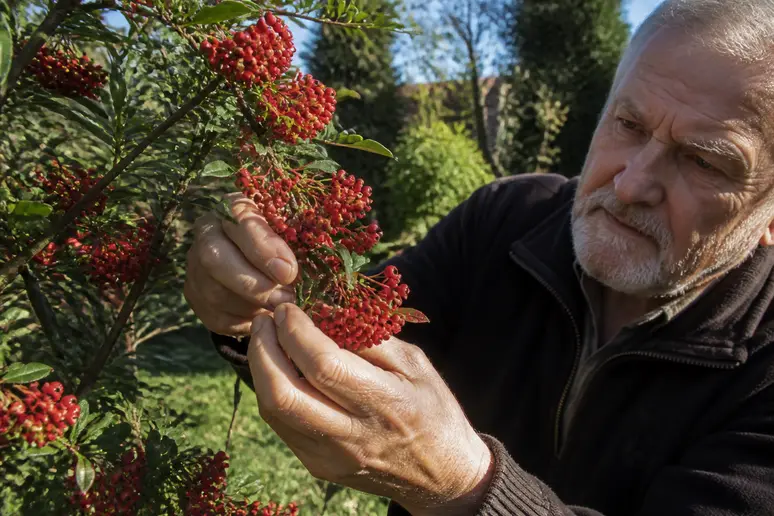 Hände eines Mannes ernten reife rote Szechuanpfeffer-Früchte an einem Strauch im Spätsommer.