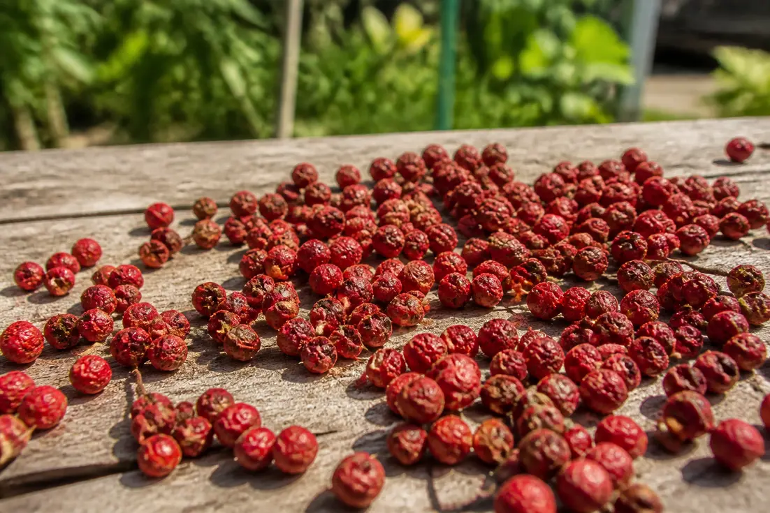 Szechuanpfeffer im Garten: So gelingt Anbau, Pflege und Ernte