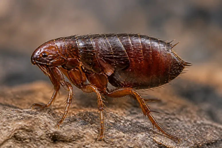 Wie sehen Flöhe aus: winzige rotbraune Parasiten mit seitlich abgeflachtem Körper, die schwer zu erkennen sind.