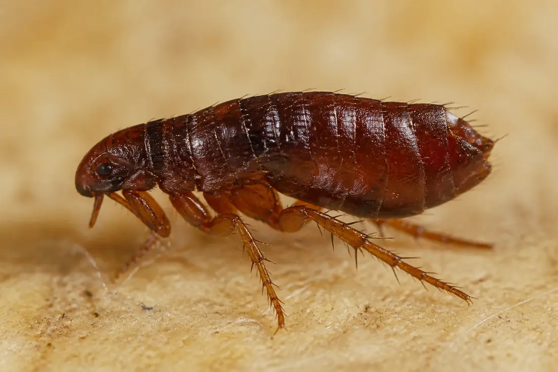 Wie sehen Flöhe aus? So erkennen Sie die kleinen Blutsauger
