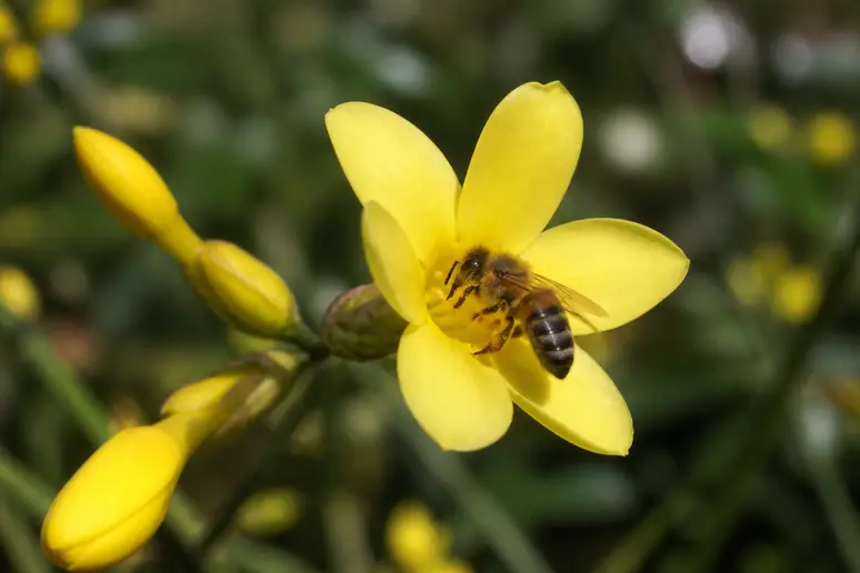 Eine Biene sammelt Nektar von den leuchtend gelben Blüten des Winterjasmins im Frühling, eine frühe Nahrungsquelle.