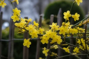 Wie Winterjasmin pflanzen, pflegen und richtig schneiden?