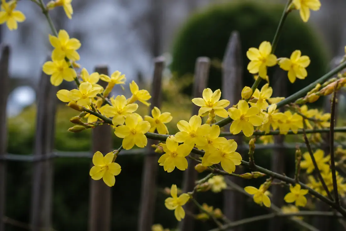 Wie Winterjasmin pflanzen, pflegen und richtig schneiden?