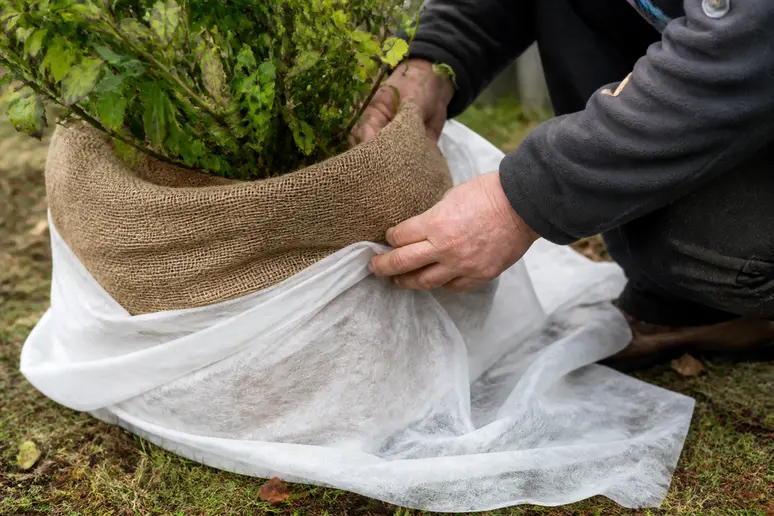 Hände beim Einpacken einer Kübelpflanze in Jute zum Frostschutz im Garten