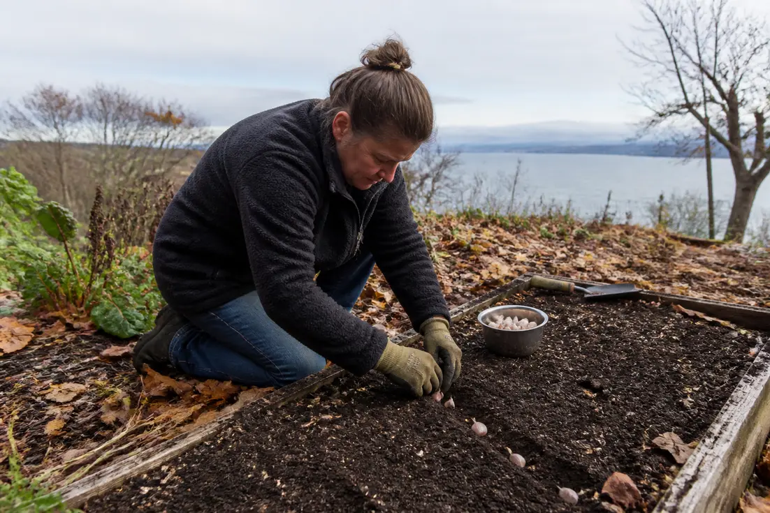 Praxisnahe gartenarbeit im oktober mit dem Einsetzen von Knoblauch in ein Hochbeet