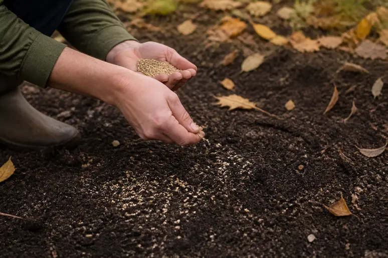 Hände säen im Herbst Gründüngung auf einem vorbereiteten Gartenbeet aus