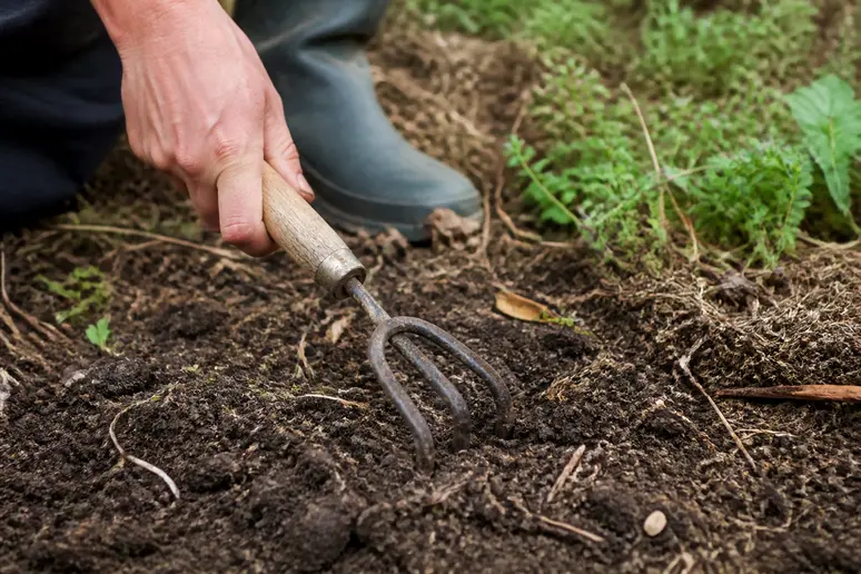 Gärtner harkt im Frühjahr abgestorbene Gründüngung flach in den Boden ein