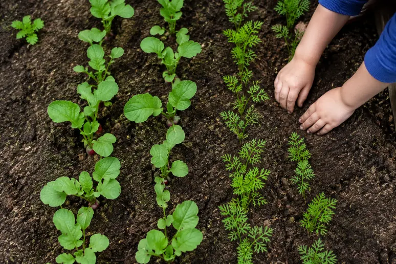 Übersichtlicher Beetplan mit jungen Radieschen und Möhren im kleinen Kinderhochbeet