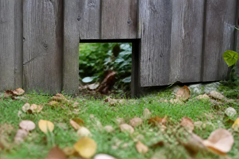 Eine kleine Durchgangsöffnung im Gartenzaun ermöglicht Igeln das sichere Wechseln zwischen Grundstücken.