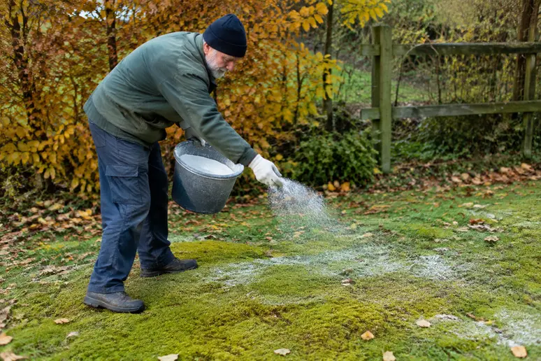 Rasenkalk auf einer moosigen Rasenfläche im herbstlichen Garten ausbringen