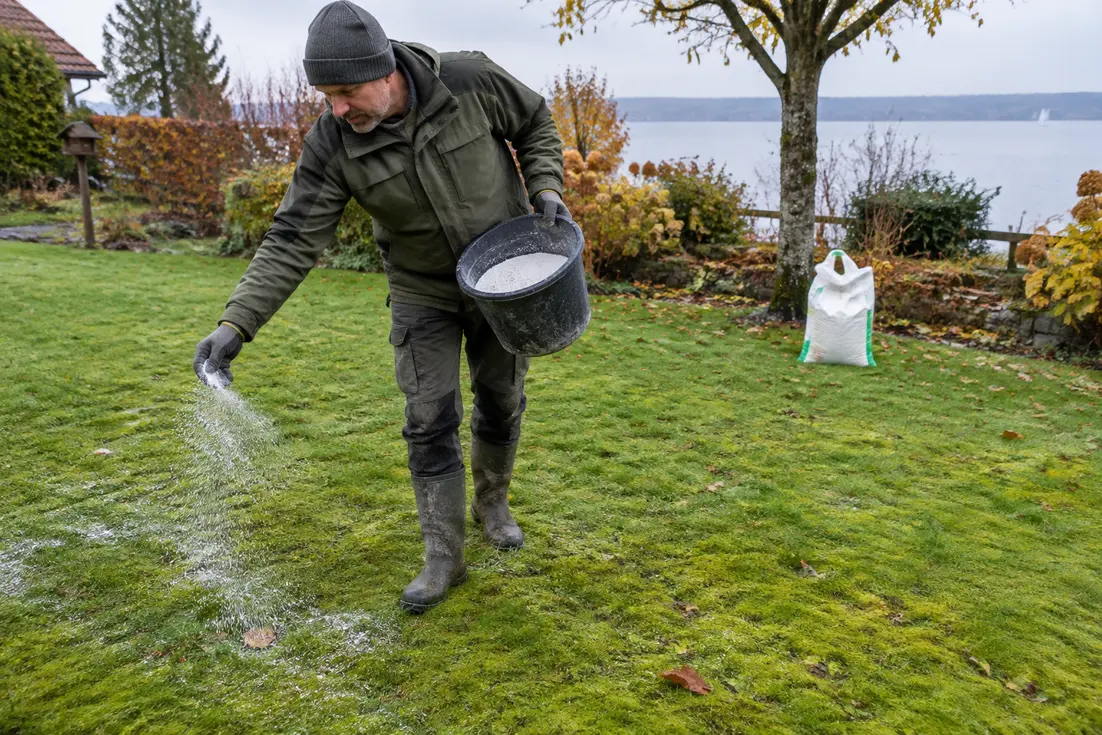 Gärtner streut kalk gegen moos im rasen im herbstgarten am bodensee