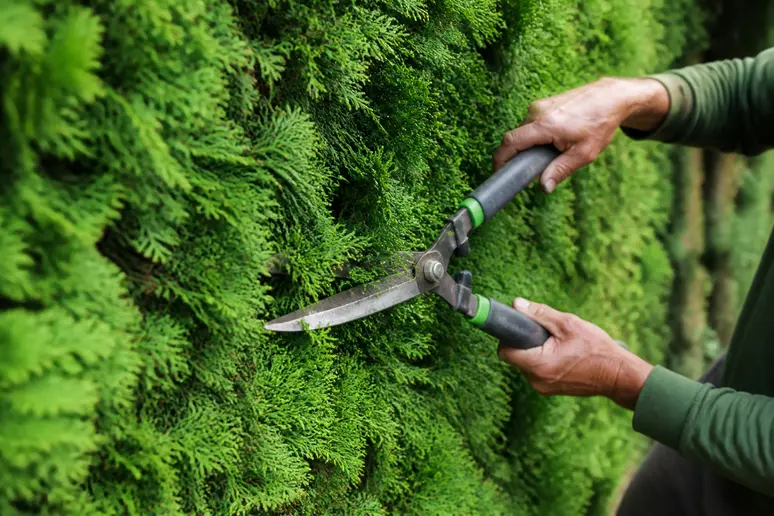 Gärtner schneidet mit einer Heckenschere den grünen Zuwachs einer Thuja-Hecke im Garten