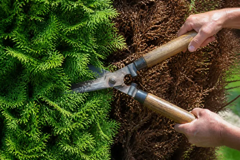 Nahaufnahme von Händen beim vorsichtigen Schneiden einer Thuja an der Grenze zum Holz