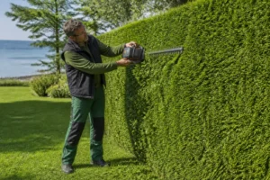 Gärtner beim Formschnitt einer grünen Thujahecke im Garten, wann hecke schneiden thuja