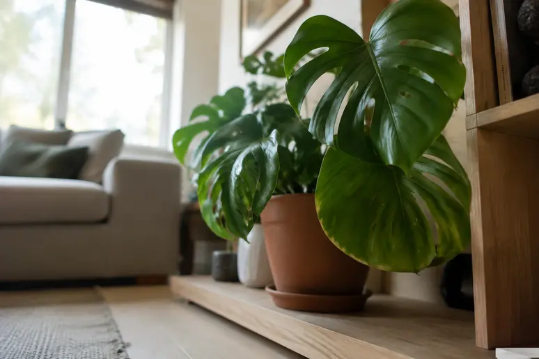 Eine Monstera Zimmerpflanze steht im Regal und stellt eine Gefahr für Katzen dar.